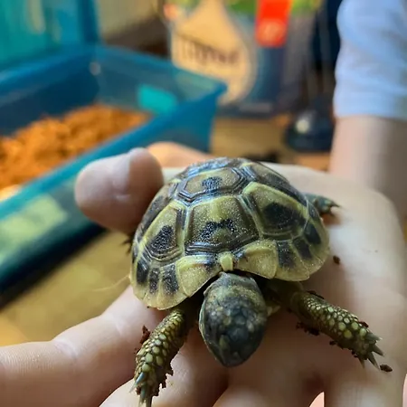 Pri Bostjanovcu Appartamento *