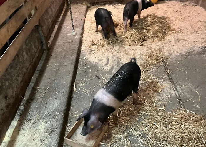 Pri Bostjanovcu Apartma Gorenja Vas (Gorenja Vas-Poljane)