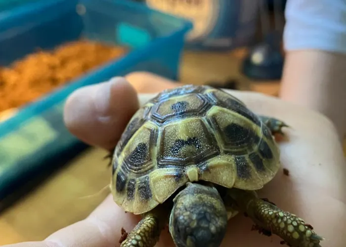 Pri Bostjanovcu Apartamento *